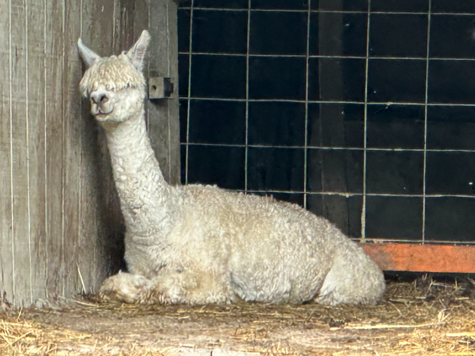 An alpaca in the Safari Park by Buxin She